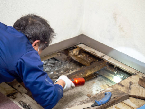 Best Post-Flood Mold Remediation in Lake Ripley, WI