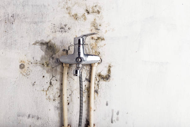 Best Preventive Mold Services in Lake Ripley, WI