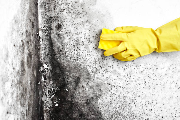 Best Black Mold Remediation in Lake Ripley, WI