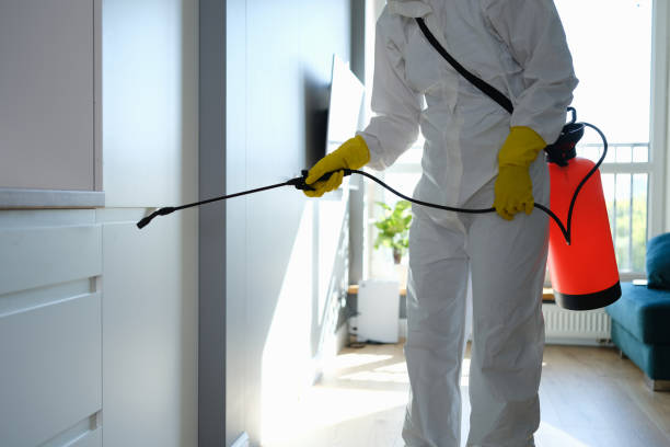 Best Post-Flood Mold Remediation in Lake Ripley, WI