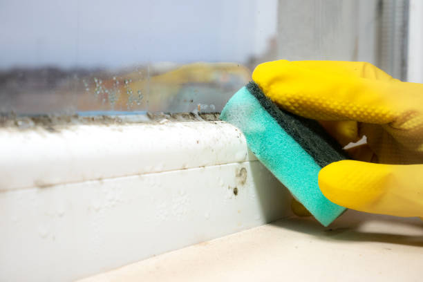 Best Mold Testing and Inspection Services in Lake Ripley, WI