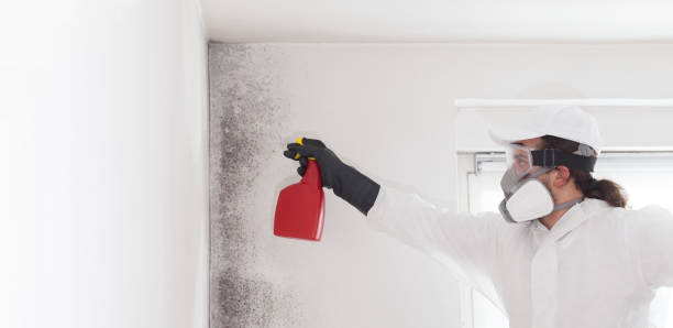 Best Insurance-Related Mold Remediation in Lake Ripley, WI
