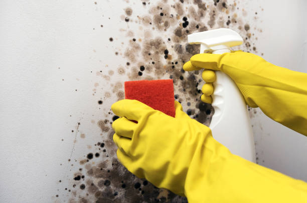 Best DIY Mold Remediation Support Services in Lake Ripley, WI
