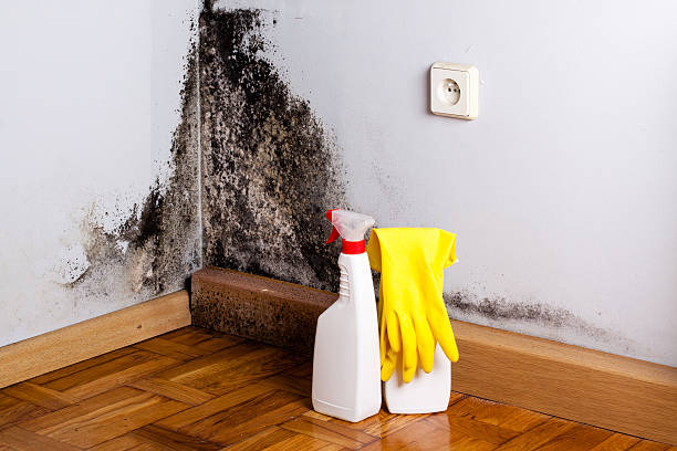 Best Kitchen Mold Remediation in Lake Ripley, WI