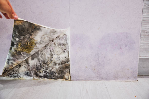 Best Attic Mold Remediation in Lake Ripley, WI